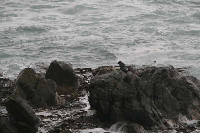 Nieuw-Zeeland 2011 - 1088